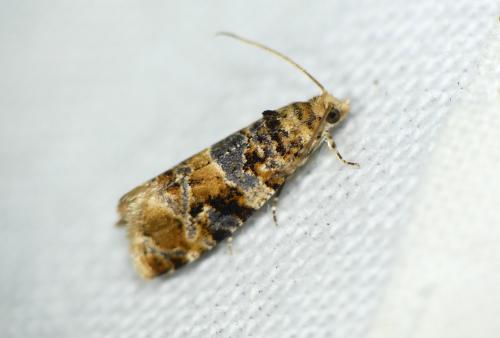 Lobesia reliquana
